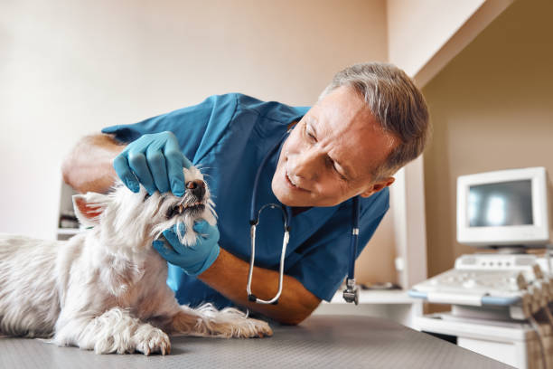 Best Broken or Cracked Tooth Emergency Dentist in Angleton, TX